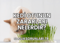 Kedi Otunun Zararları Nelerdir?