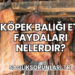 Köpek Balığı Eti Faydaları Nelerdir?