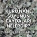 Kuru Nane Suyunun Faydaları Nelerdir?