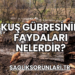 Kuş Gübresinin Faydaları Nelerdir?