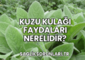 Kuzu Kulağı Faydaları Nerelidir?