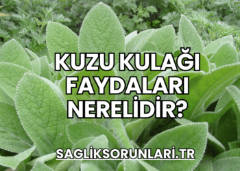 Kuzu Kulağı Faydaları Nerelidir?
