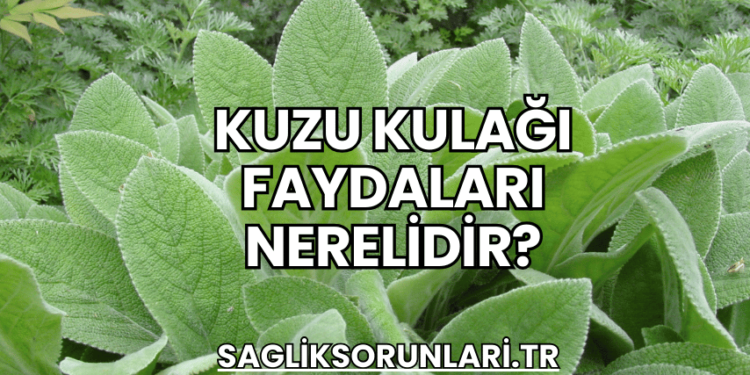 Kuzu Kulağı Faydaları Nerelidir?