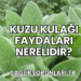 Kuzu Kulağı Faydaları Nerelidir?