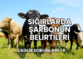Sığırlarda Şarbonun Belirtileri