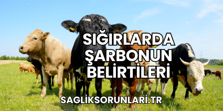 Sığırlarda Şarbonun Belirtileri