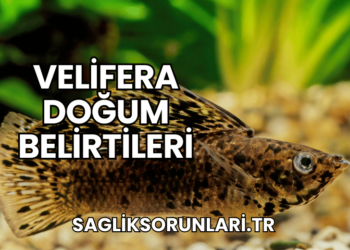 Velifera Doğum Belirtileri