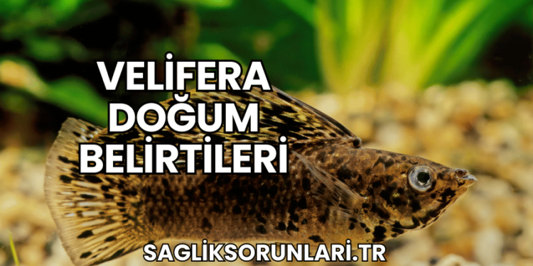 Velifera Doğum Belirtileri