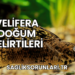 Velifera Doğum Belirtileri