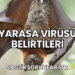 Yarasa Virüsü Belirtileri