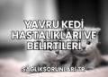 Yavru Kedi Hastalıkları ve Belirtileri