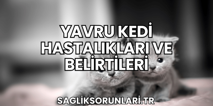 Yavru Kedi Hastalıkları ve Belirtileri