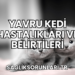 Yavru Kedi Hastalıkları ve Belirtileri