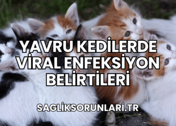 Yavru Kedilerde Viral Enfeksiyon Belirtileri