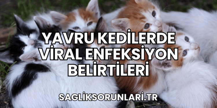 Yavru Kedilerde Viral Enfeksiyon Belirtileri