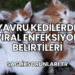 Yavru Kedilerde Viral Enfeksiyon Belirtileri