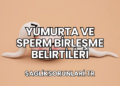 Yumurta ve Sperm Birleşme Belirtileri