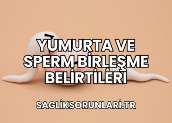 Yumurta ve Sperm Birleşme Belirtileri