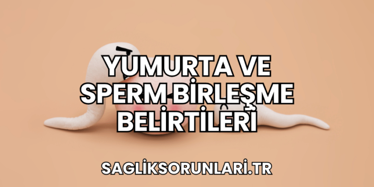 Yumurta ve Sperm Birleşme Belirtileri