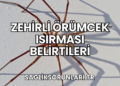 Zehirli Örümcek Isırması Belirtileri