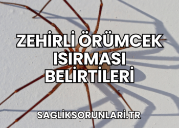 Zehirli Örümcek Isırması Belirtileri