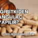 Hangi Bitkiden Hangi İlaç Yapılır?