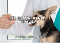 Köpek Dişine Kanal Tedavisi