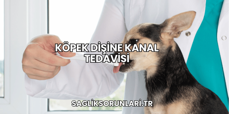 Köpek Dişine Kanal Tedavisi