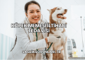 Köpek Memesi İltihabı Tedavisi