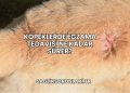 Köpeklerde Egzama Tedavisi Ne Kadar Sürer?