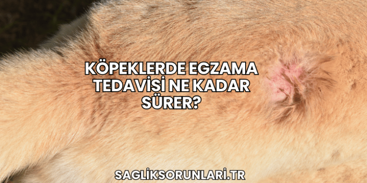 Köpeklerde Egzama Tedavisi Ne Kadar Sürer?
