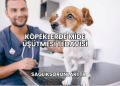 Köpeklerde Mide Üşütmesi Tedavisi