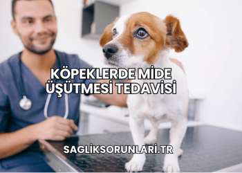 Köpeklerde Mide Üşütmesi Tedavisi