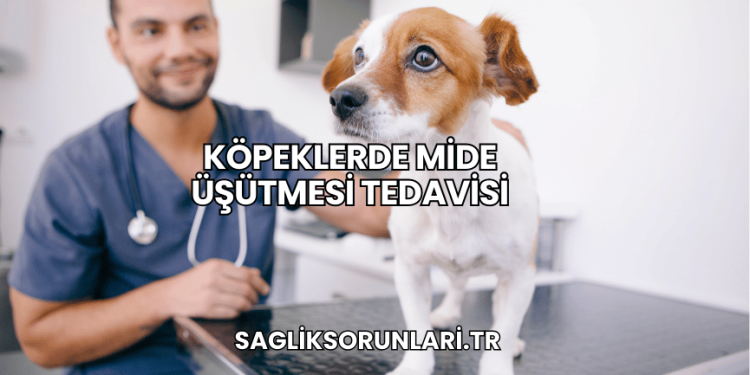 Köpeklerde Mide Üşütmesi Tedavisi