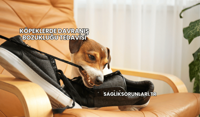 Köpeklerde Davranış Bozukluğu Tedavisi