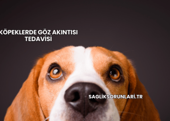 Köpeklerde Göz Akıntısı Tedavisi
