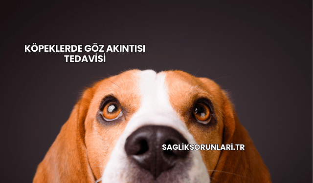 Köpeklerde Göz Akıntısı Tedavisi