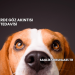 Köpeklerde Göz Akıntısı Tedavisi
