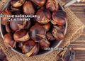 Kestane Bağırsakları Çalıştırır mı?