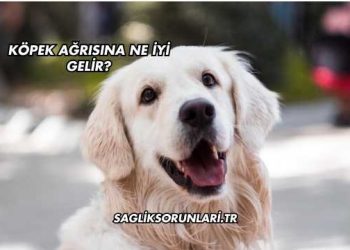 Köpek Ağrısına Ne İyi Gelir?