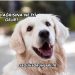 Köpek Ağrısına Ne İyi Gelir?