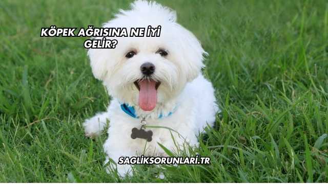 Köpek Ağrısına Ne İyi Gelir?
