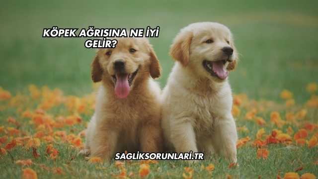 Köpek Ağrısına Ne İyi Gelir?