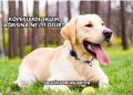 Köpeklerde Eklem Ağrısına Ne İyi Gelir?