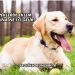 Köpeklerde Eklem Ağrısına Ne İyi Gelir?