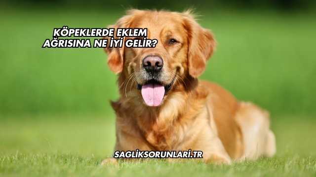 Köpeklerde Eklem Ağrısına Ne İyi Gelir?