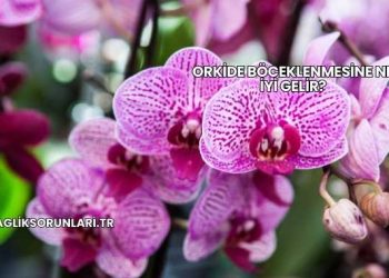 Orkide Böceklenmesine Ne İyi Gelir?