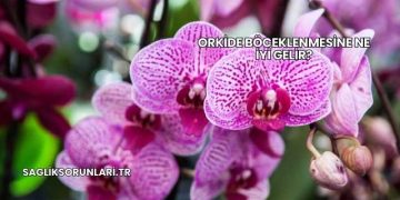 Orkide Böceklenmesine Ne İyi Gelir?