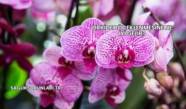 Orkide Böceklenmesine Ne İyi Gelir?
