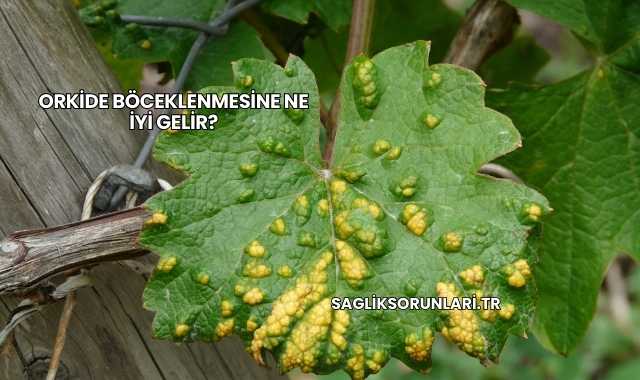 Orkide Böceklenmesine Ne İyi Gelir?